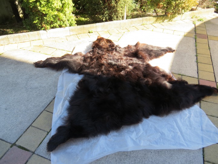 Продам шкуру медведя с головой