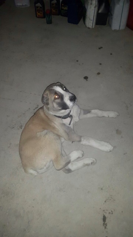 Пропал щенок!