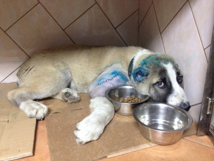 Пропал щенок!