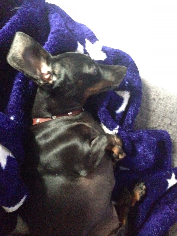 Потерялся маленький друг