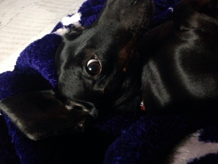 Потерялся маленький друг