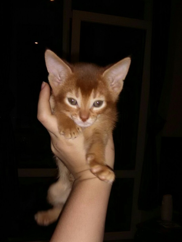 Продается котенок-абиссинец