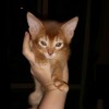 Продается котенок-абиссинец