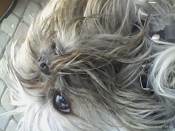 Пропала собака 