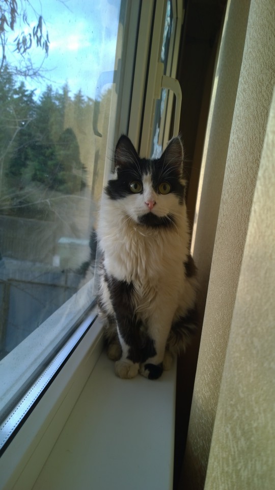 Потерялась кошечка!!!