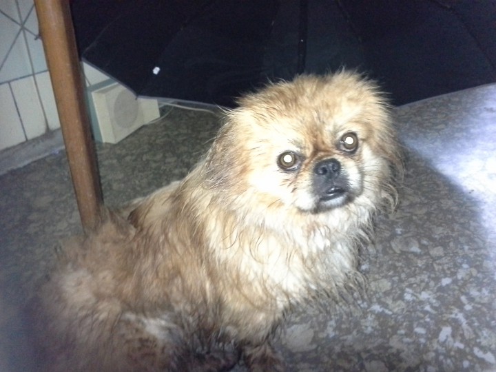 Найден пекинес 