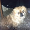 Найден пекинес 
