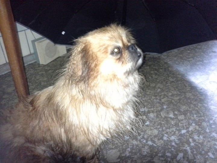 Найден пекинес 