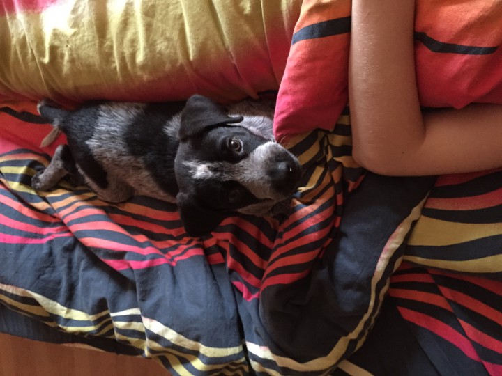 Охотничья собака(щенок) в добрые руки