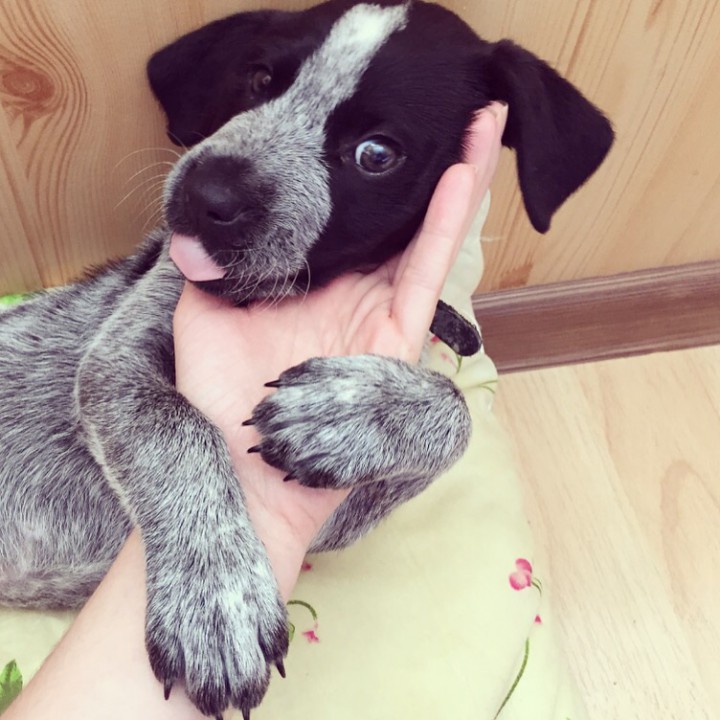 Охотничья собака(щенок) в добрые руки