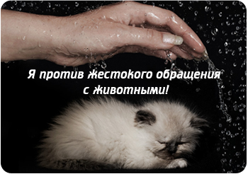 котята ищут дом