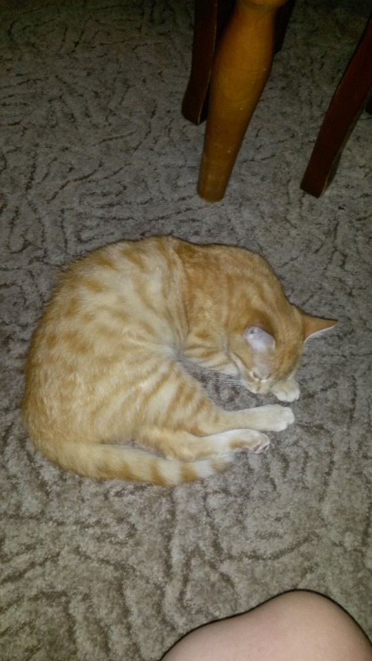 Пропала кошка!