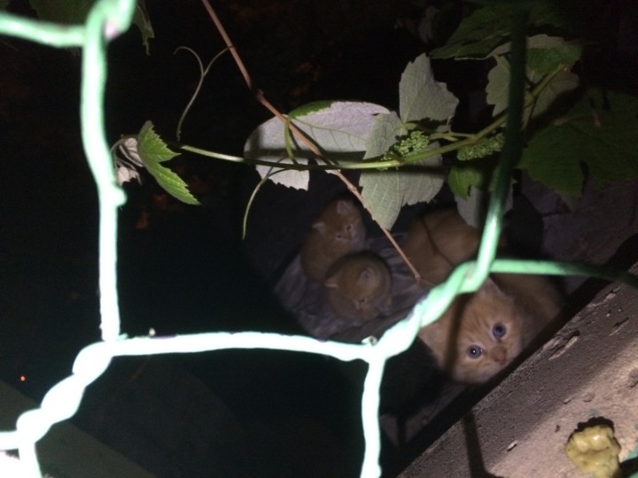 Найдены котята!!! Срочно ищут хозяев!!!!