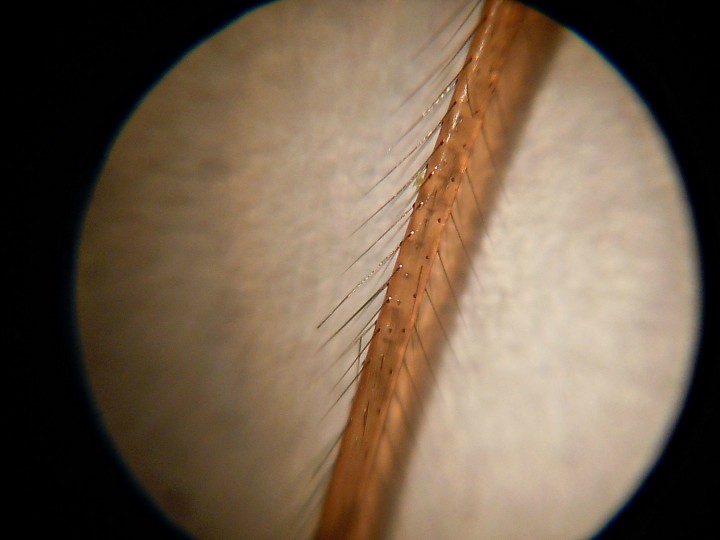 Микроскоп портативный 60x100x