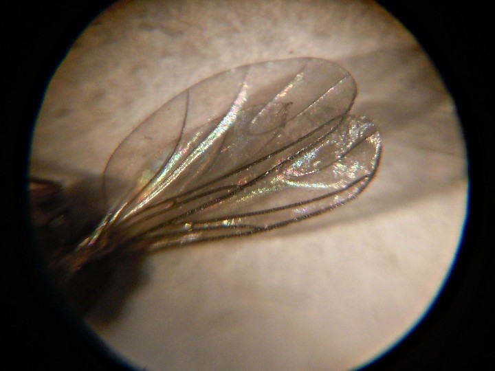 Микроскоп портативный 60x100x