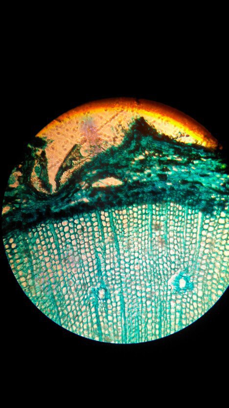 Микроскоп 70х - 400х