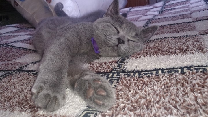 Умная воспитанная кошка познакомится с котом (британцем) для вяз