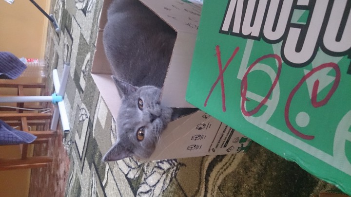 Умная воспитанная кошка познакомится с котом (британцем) для вяз