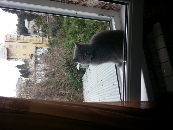 Потерялся кот