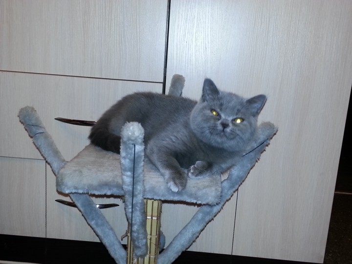 Потерялся кот