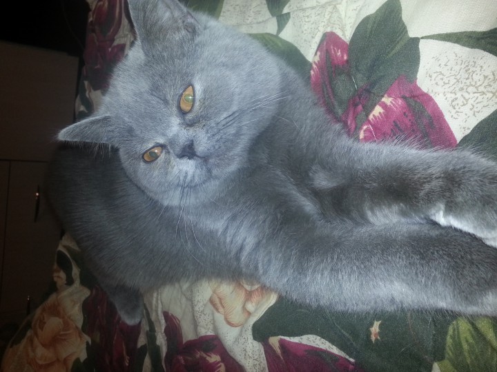 Потерялся кот