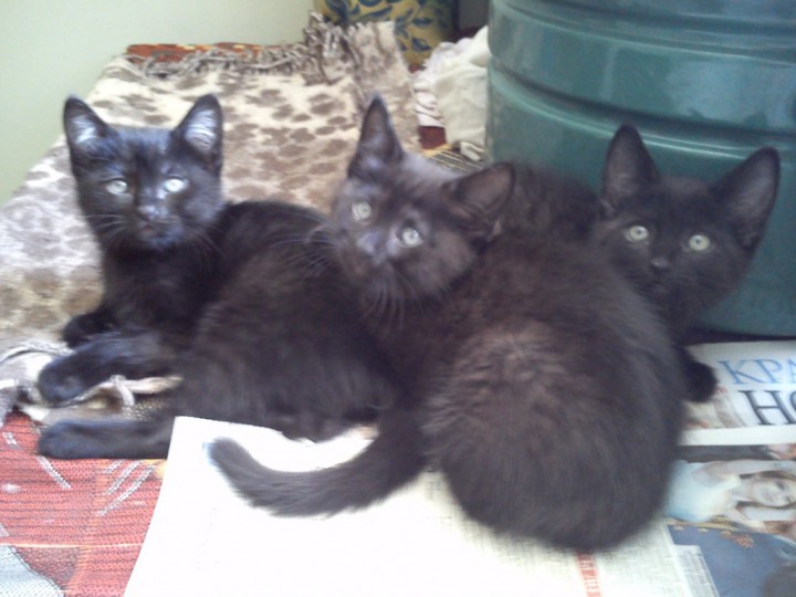 Ищут дом самые красивые черные котята!!!