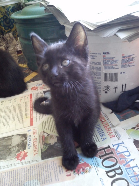 Ищут дом самые красивые черные котята!!!