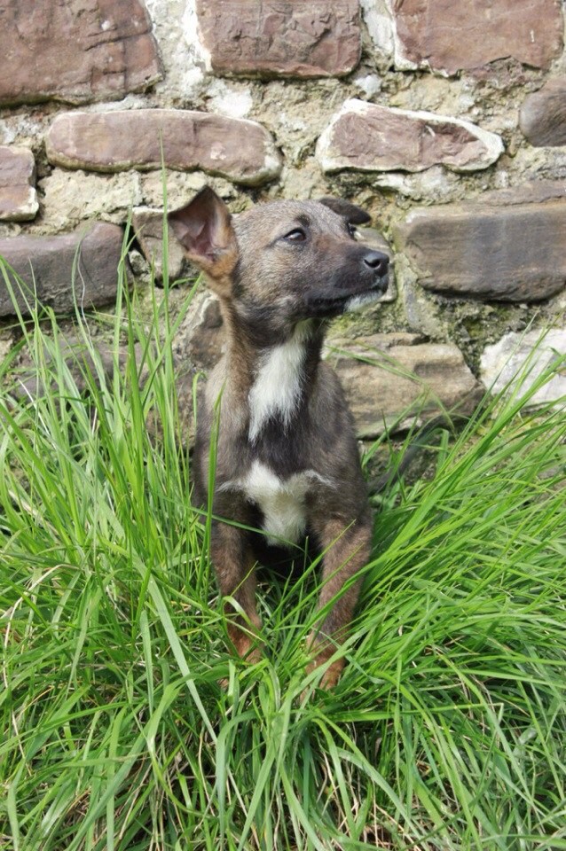 щенки для доброго сердца