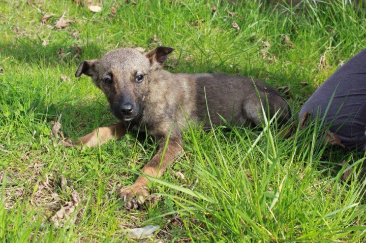 щенки для доброго сердца