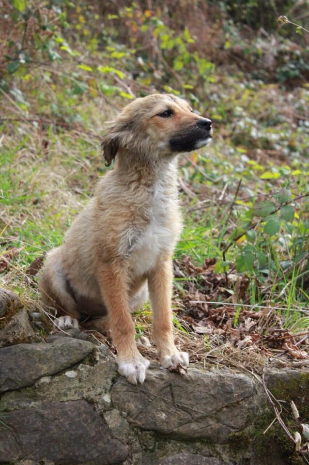 щенки для доброго сердца