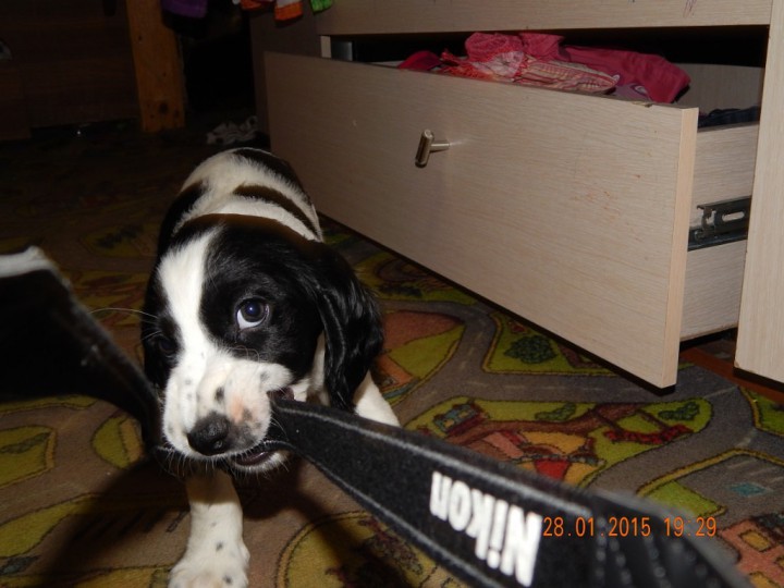 Чистокровные щенки породы русский охотничий спаниель