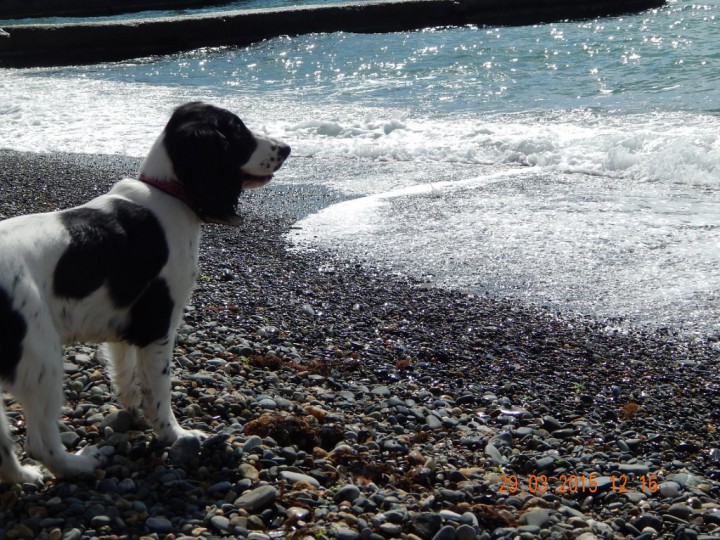 Чистокровные щенки породы русский охотничий спаниель