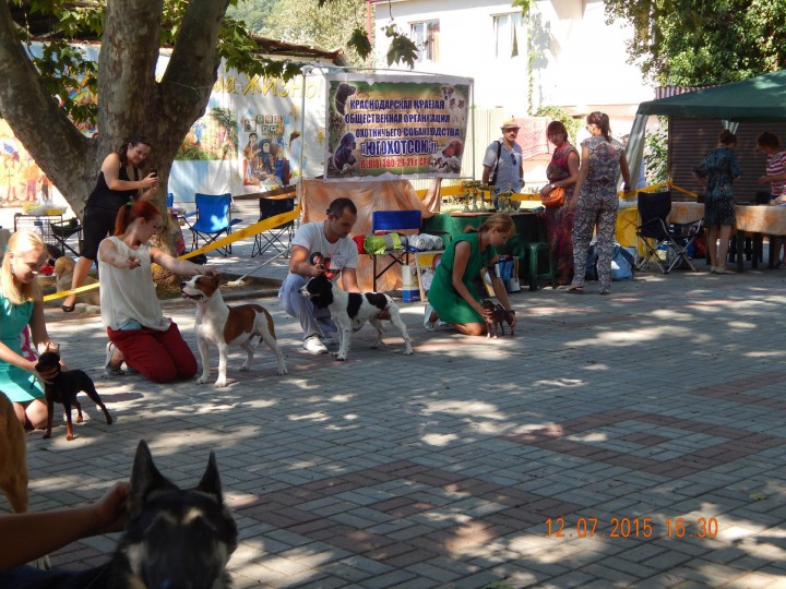 Чистокровные щенки породы русский охотничий спаниель