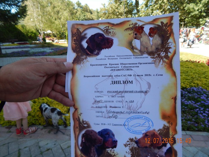 Чистокровные щенки породы русский охотничий спаниель