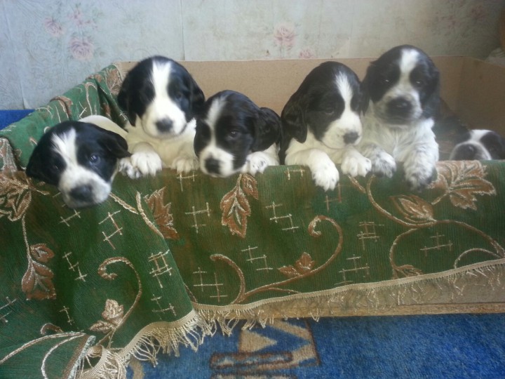 Чистокровные щенки породы русский охотничий спаниель