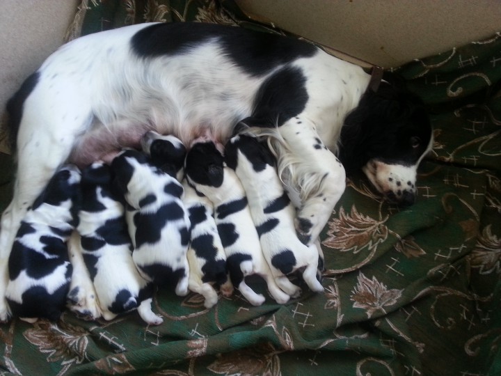 Чистокровные щенки породы русский охотничий спаниель