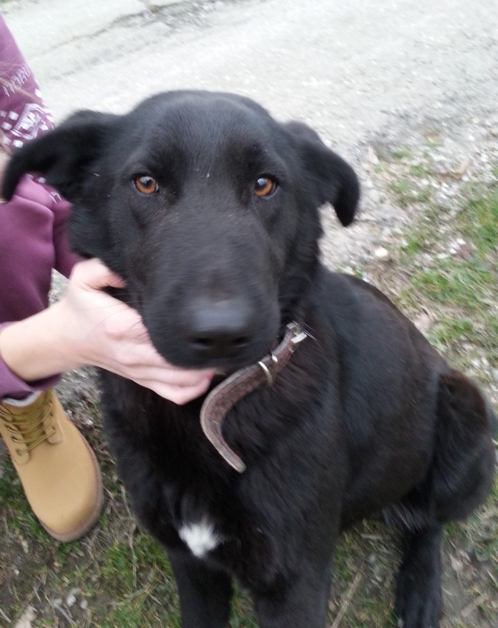 Собачка ищет добрые руки