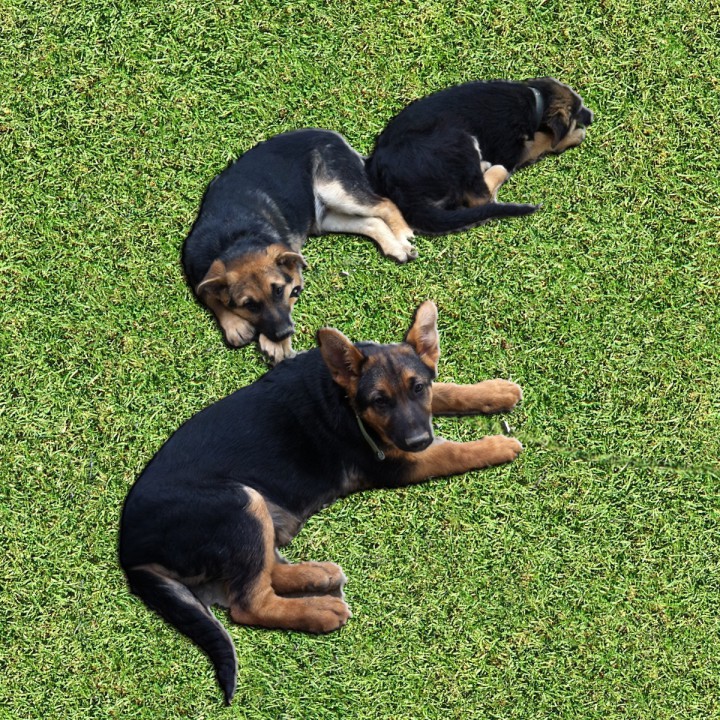 Отдам В Добрые Руки