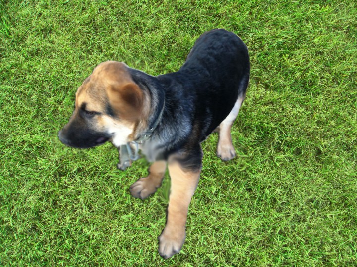 Отдам В Добрые Руки