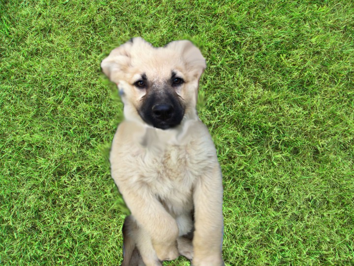 Отдам В Добрые Руки