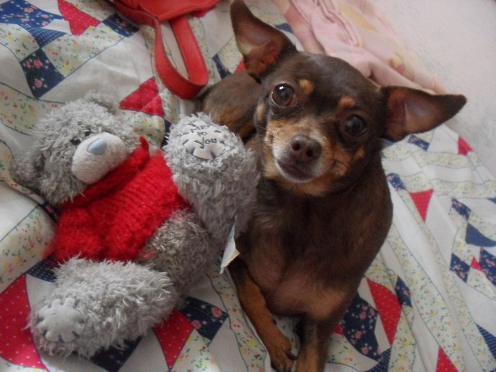 Пропала собака