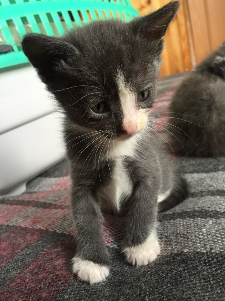 Котята!