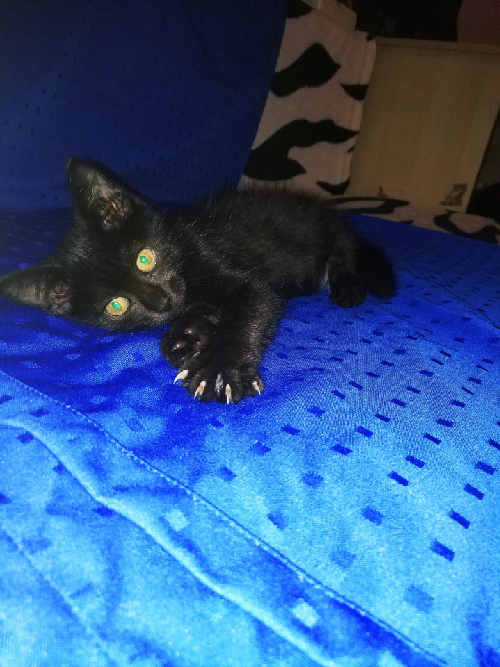 Черная малышка в добрые руки