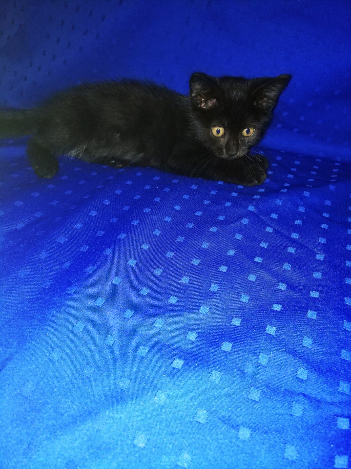 Черная малышка в добрые руки