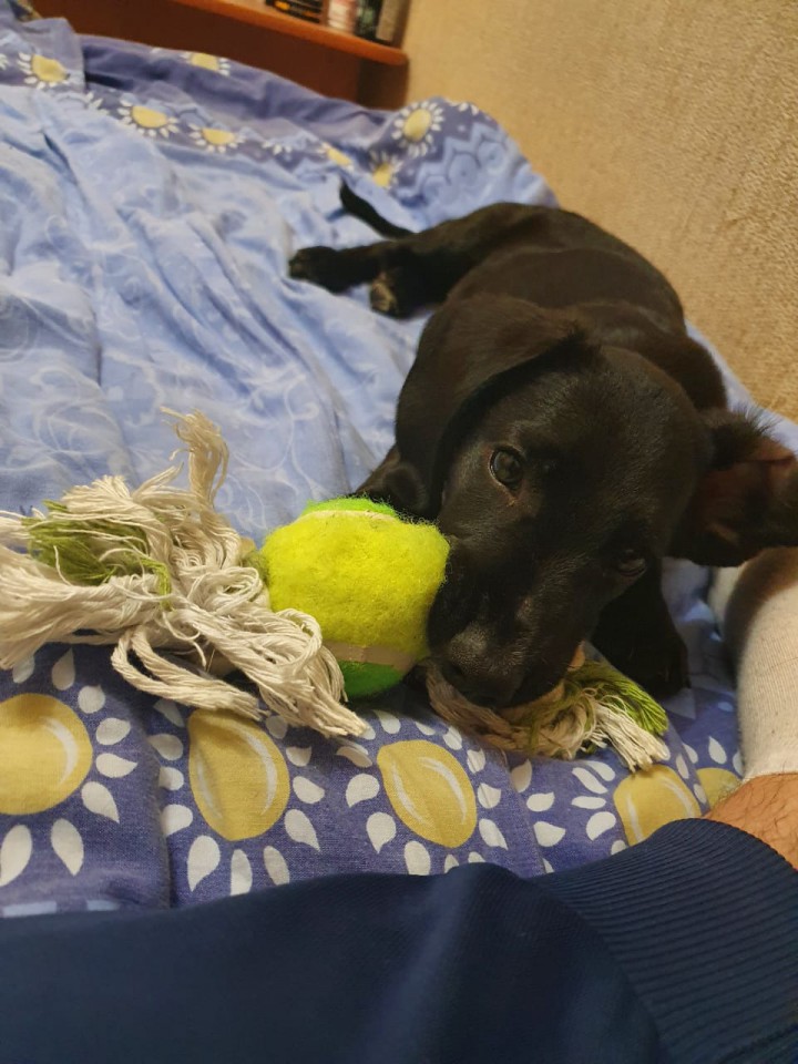 ХОЧУ ДОМОЙ! Таксёныш.