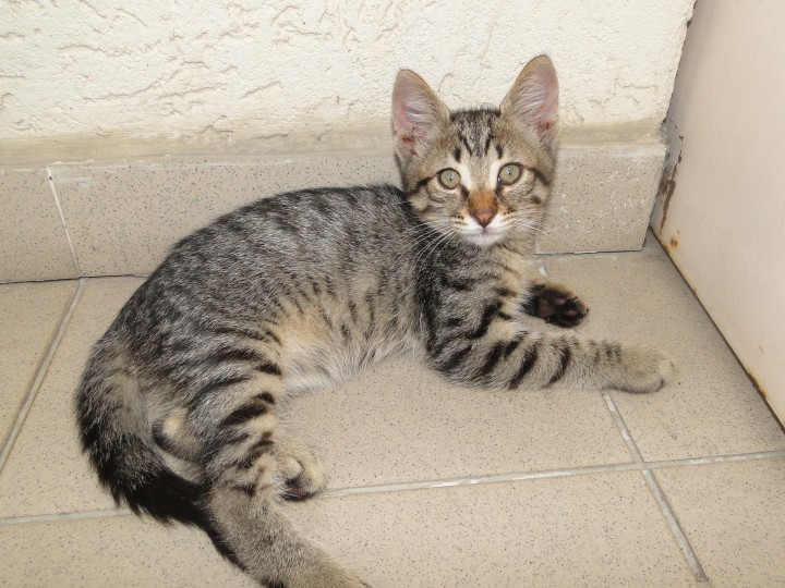 Красивый котенок в очень ответственные руки