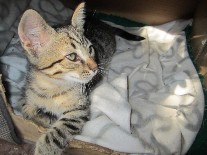 Красивый котенок в очень ответственные руки