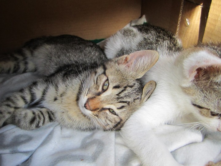 Красивый котенок в очень ответственные руки