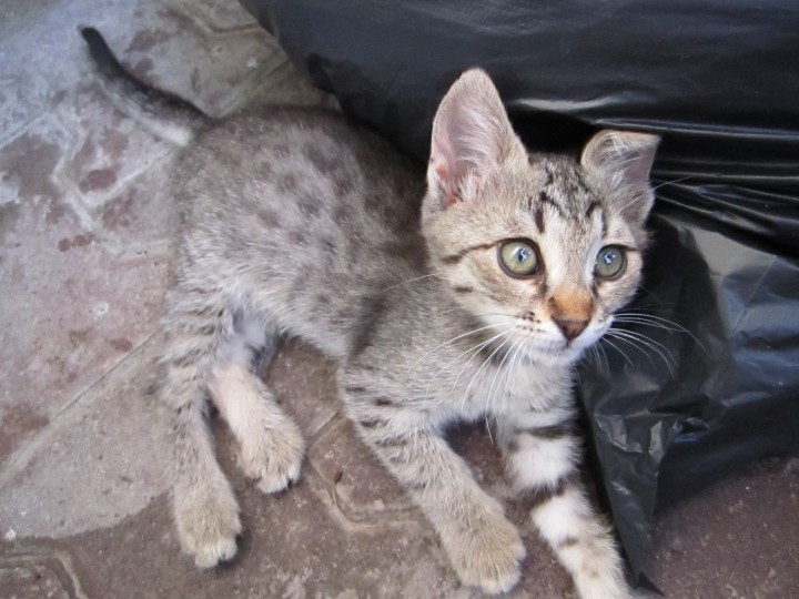 Маленькая рысь в очень ответственные руки