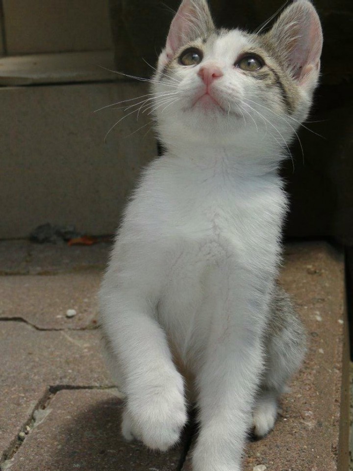 Милая-кошечка в добрые руки